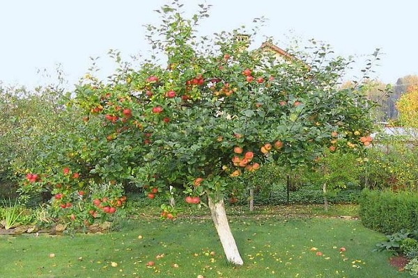 Baum auf dem Rasen