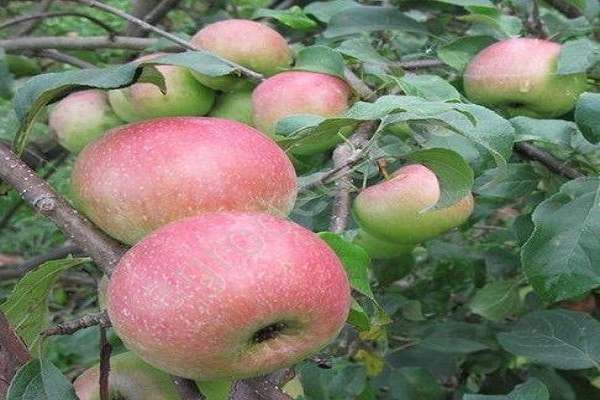 Obstbaum
