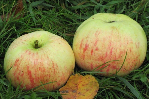 erwachsener Apfelbaum