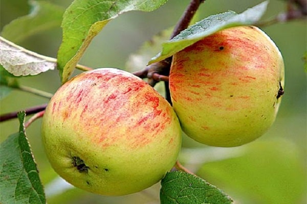 Reifung von Früchten