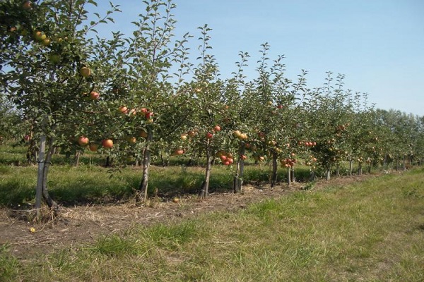 stable yield
