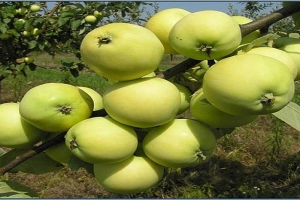 xịt cây táo
