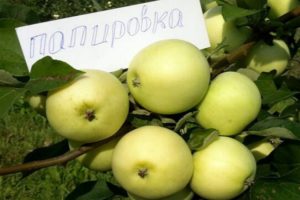 Description de la variété de pomme Fille Papirovka et les particularités de sa culture, l'histoire de la sélection