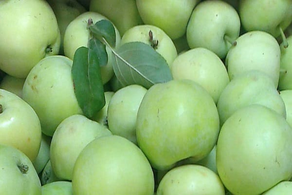 cây non