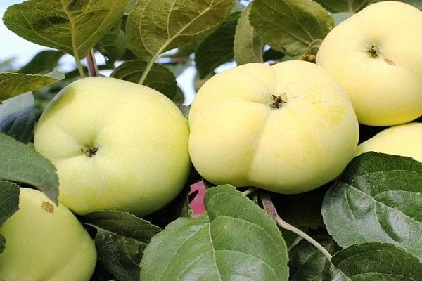 đậu quả dồi dào