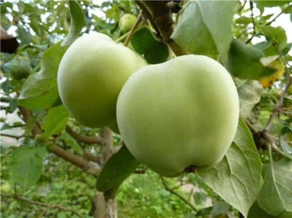 quả trên cây