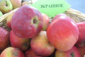 Περιγραφή της ποικιλίας και των χαρακτηριστικών της οθόνης μηλιάς, αντοχή στον παγετό και απόδοση