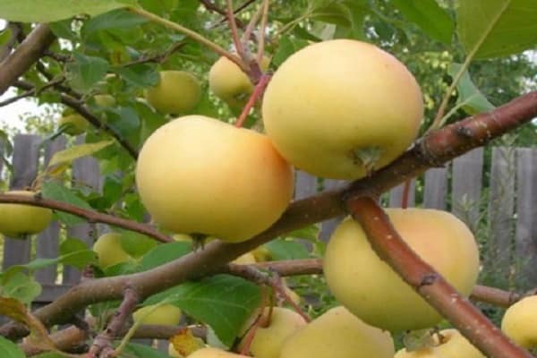 متنوعة التفاح