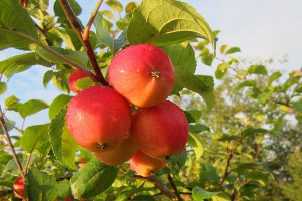 odolnost proti mrazu Apple