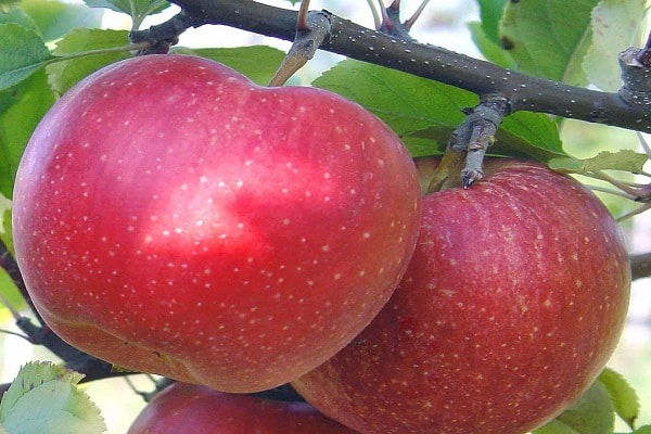 mogna frukter