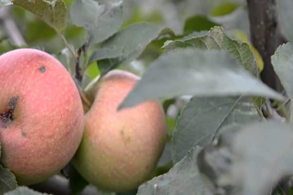 fruktträd