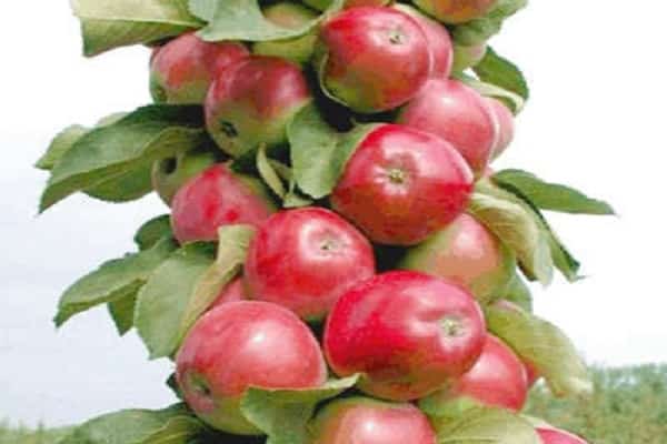 late ripening
