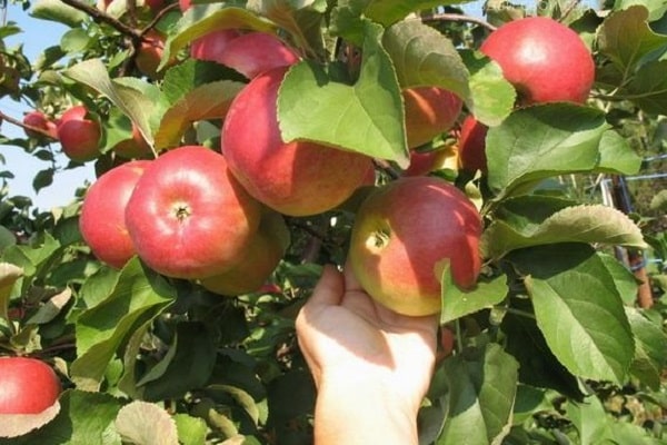  apple trees Korah