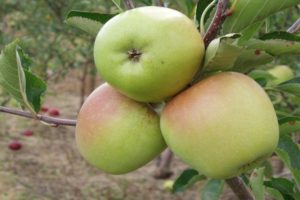 Description of the apple variety Korey and characteristics, yield and breeding history