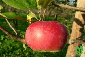 Description of the apple variety Kortland and its characteristics, breeding history and yield