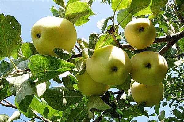 apples on the tree
