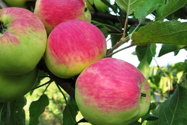 ripening of fruits