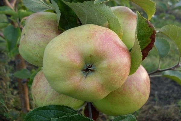 seedlings bear fruit