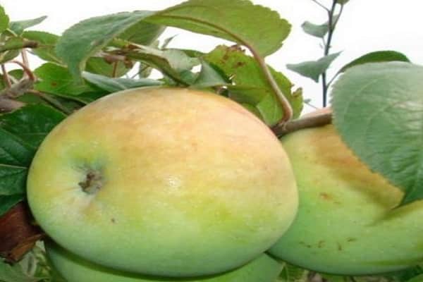 Apple tree March