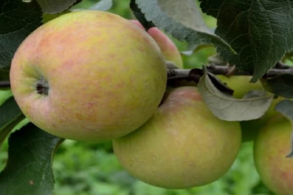 cultivar