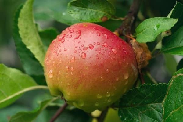 amadurecimento de frutas