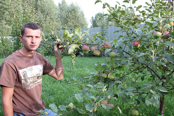 quando dá frutos