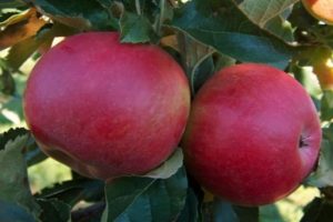 תיאור מגוון התפוחים זיכרון ללוחם, מאפייני הפירות ועמידות למחלות