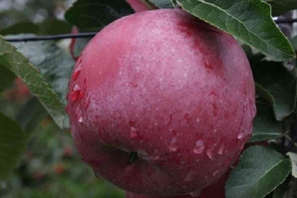 apple to the warrior