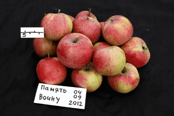 annual plants