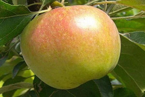 مؤشرات العائد