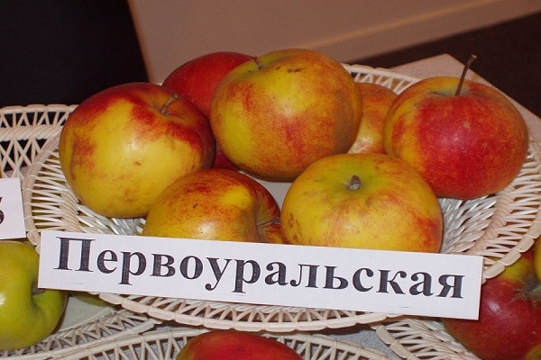 φρούτα στην οθόνη