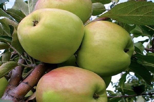 khối lượng trái cây