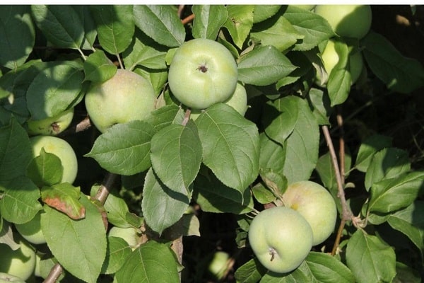 giọt tuyết lớn lên