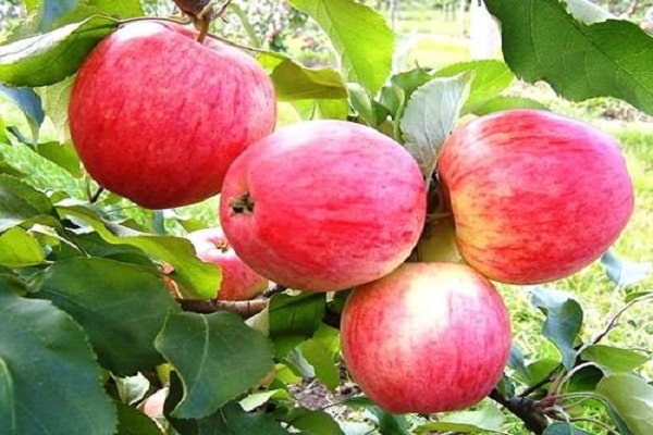 variety appearance