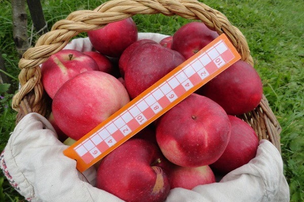 fruit basket