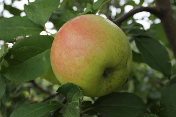 fruit size