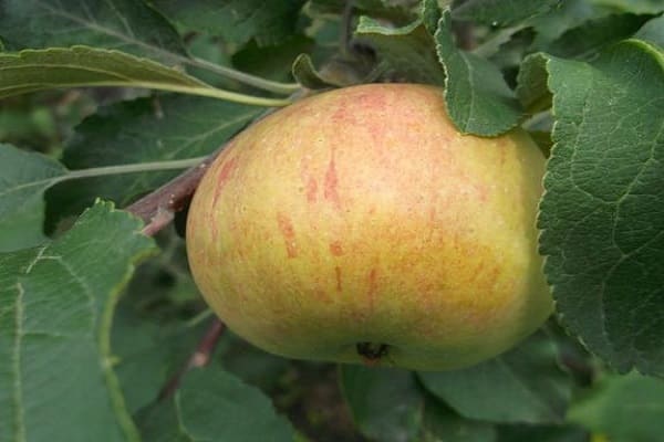 ripe product
