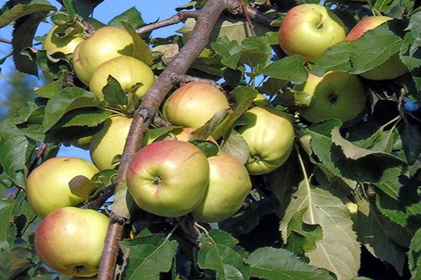Anbauflächen