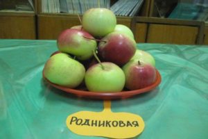 Περιγραφή της ποικιλίας μηλιάς Rodnikovaya, απόδοση και καλλιέργεια