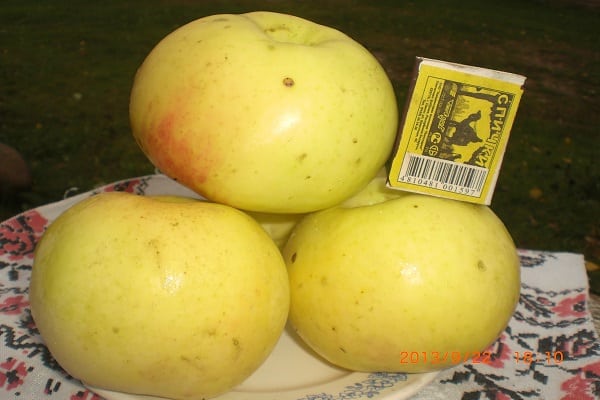 mittlere Größe