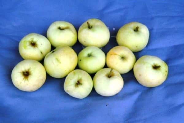 geerntete Früchte