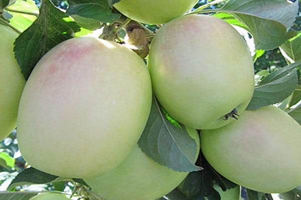 frutas grandes