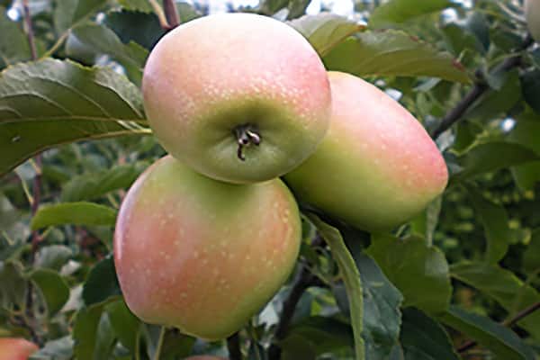mancha rosa