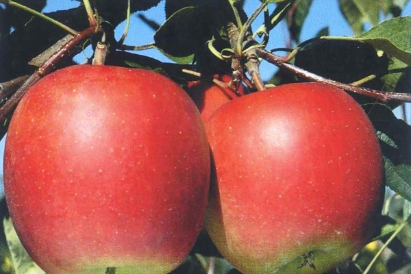 treet når