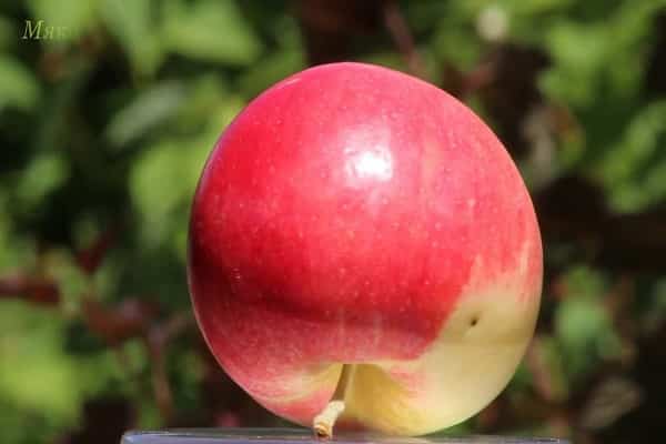 apple variety