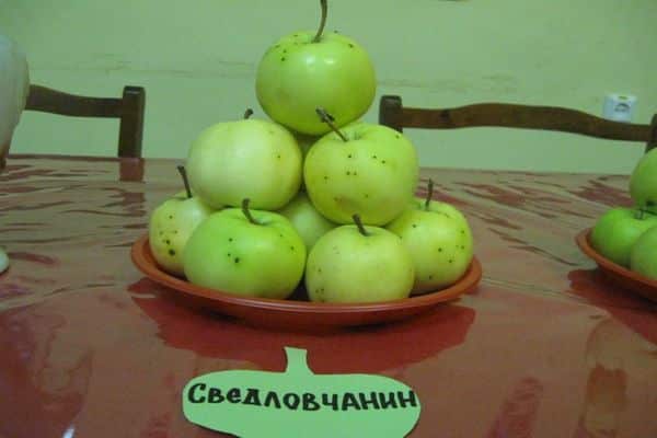 elma ağacı sverdlovsk