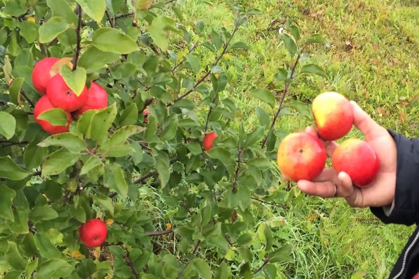 apples Topaz