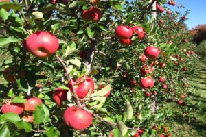 Χαρακτηριστικά και περιγραφή της ποικιλίας, της καλλιέργειας και της απόδοσης του μήλου Topaz
