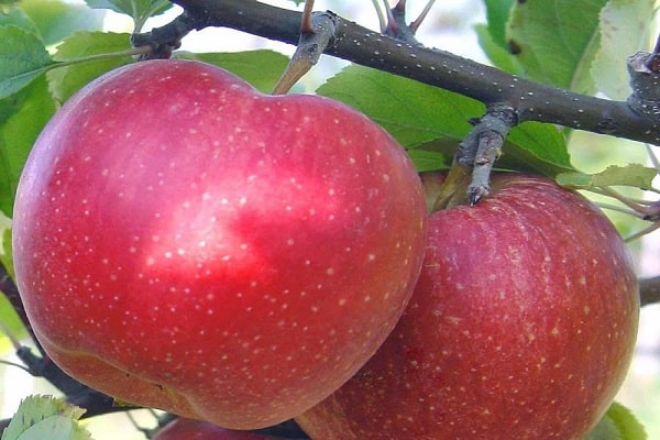 red fruits