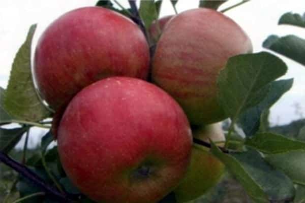ripe fruit